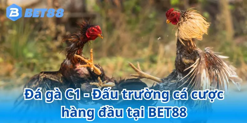 Đá Gà C1 BET88 - Thế Giới Của Những Chiến Kê Dũng Mãnh 6 Đá gà C1 - Đấu trường cá cược hàng đầu tại BET88